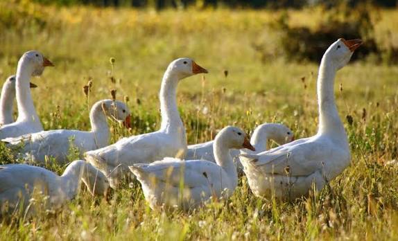 funny goose names